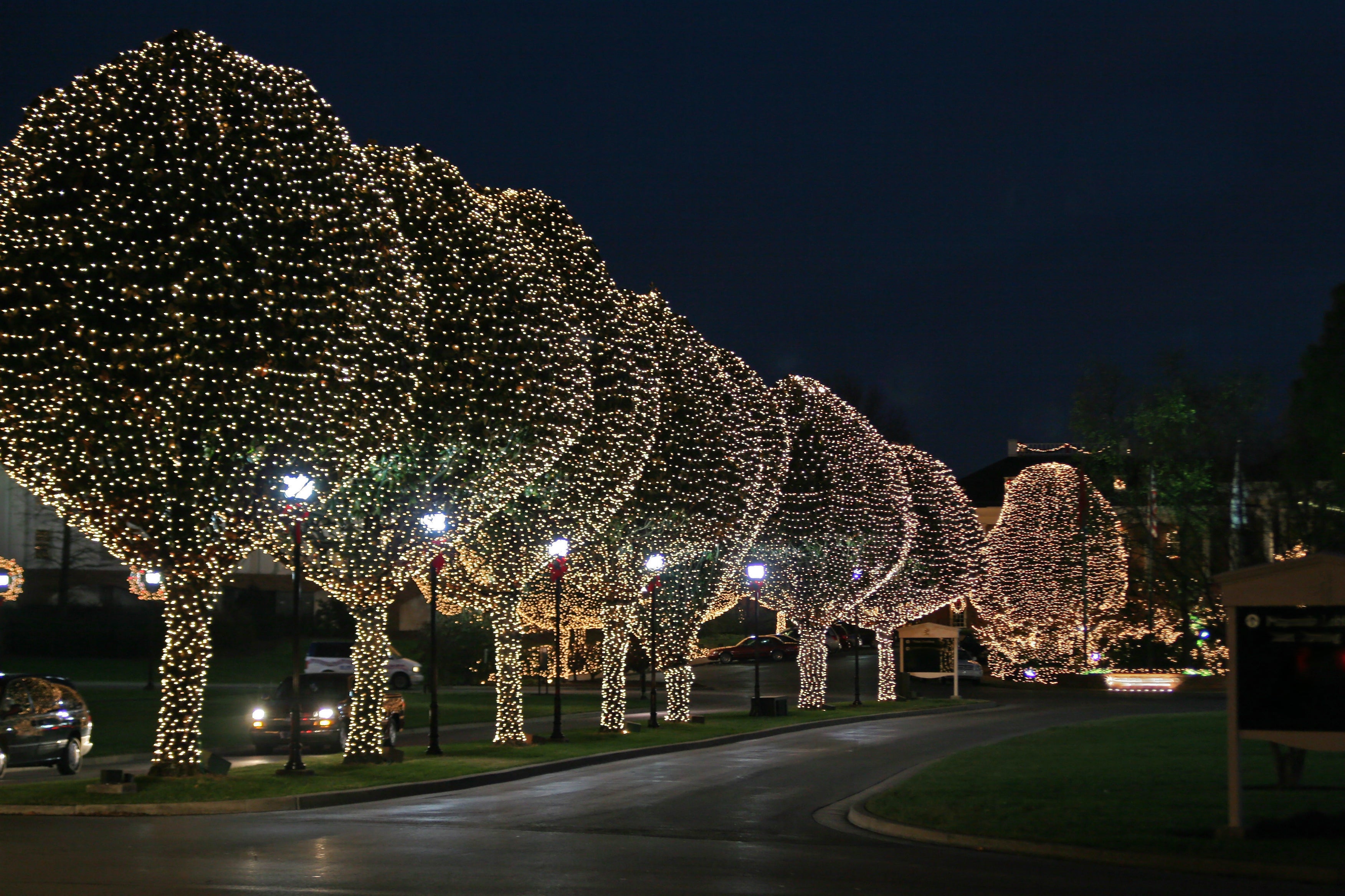 Decorative lighting installation of lights on a dark night